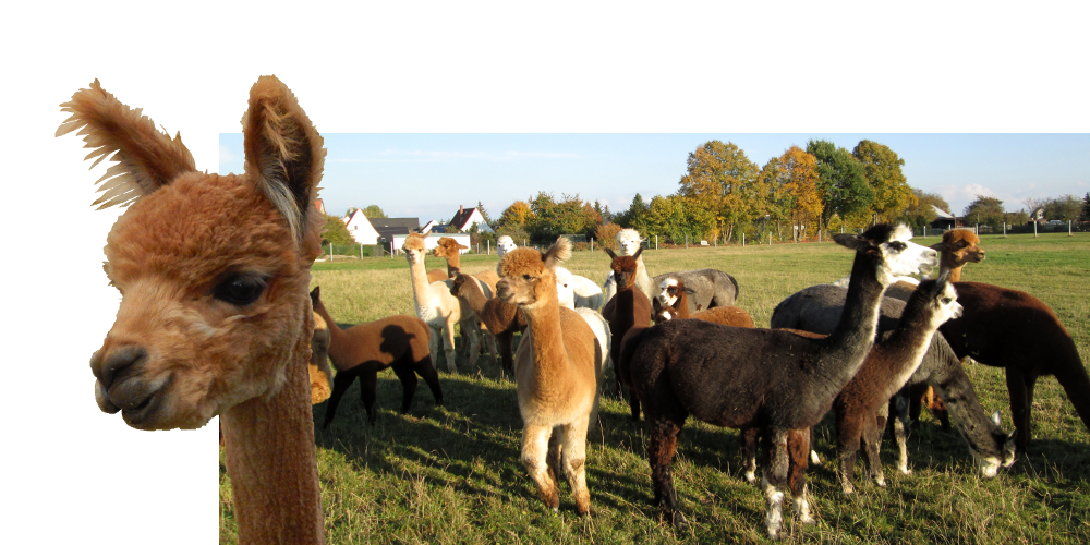 Alpakas von der Winkler-Ranch in Frohburg