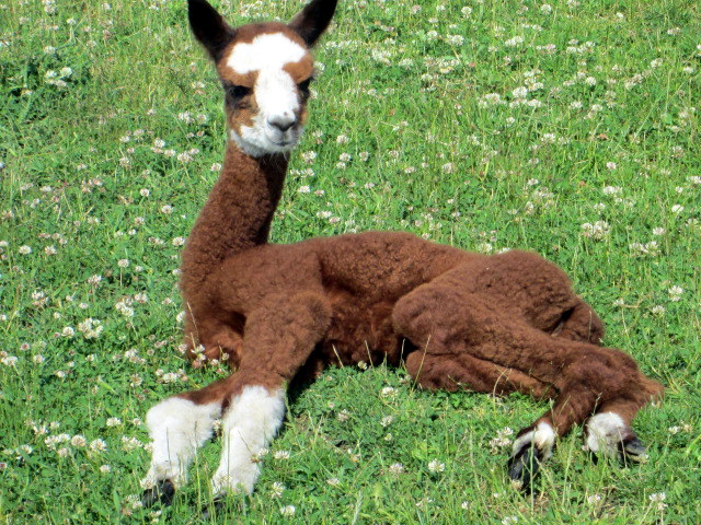 Alpakas von der Winkler-Ranch in Frohburg