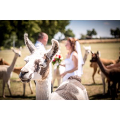 Hochzeit auf der ranch (1)