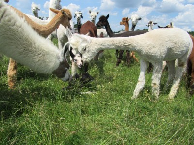 Fohlengeburt zum Schnuppertag auf der Winkler-Ranch!