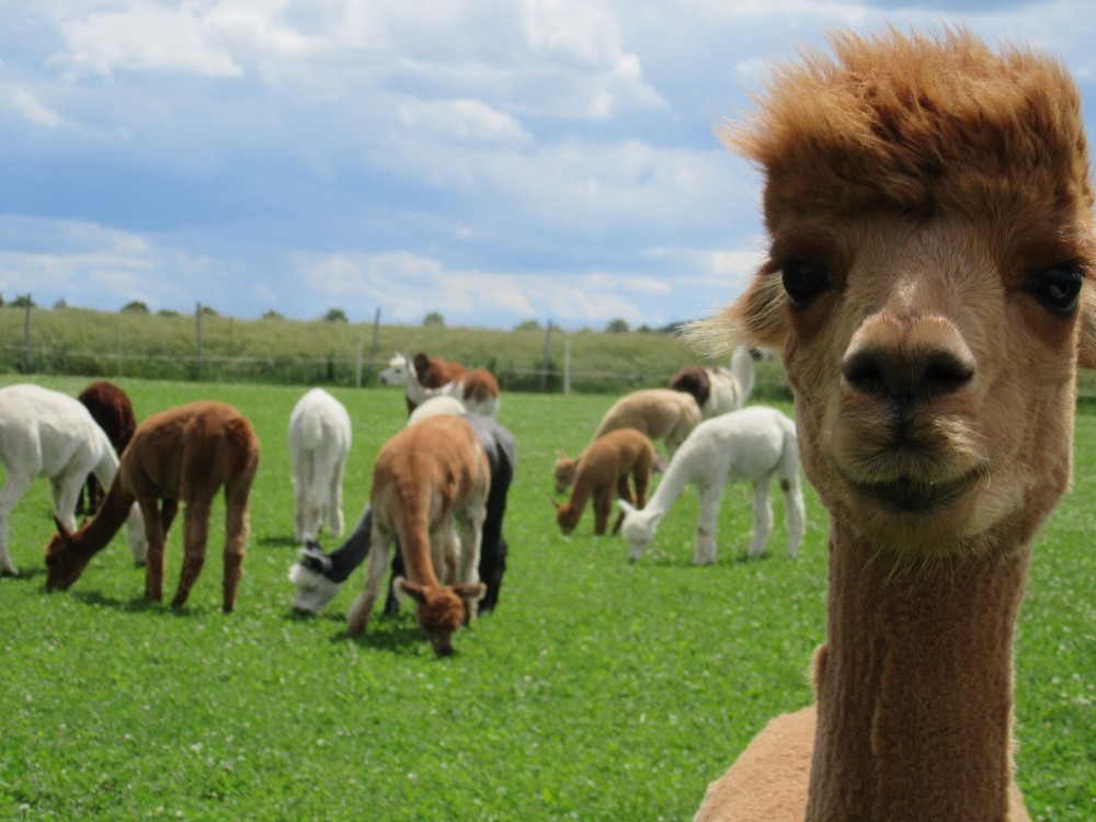 Schnuppertag / Kurs bei den Alpakas von der Winkler-Ranch