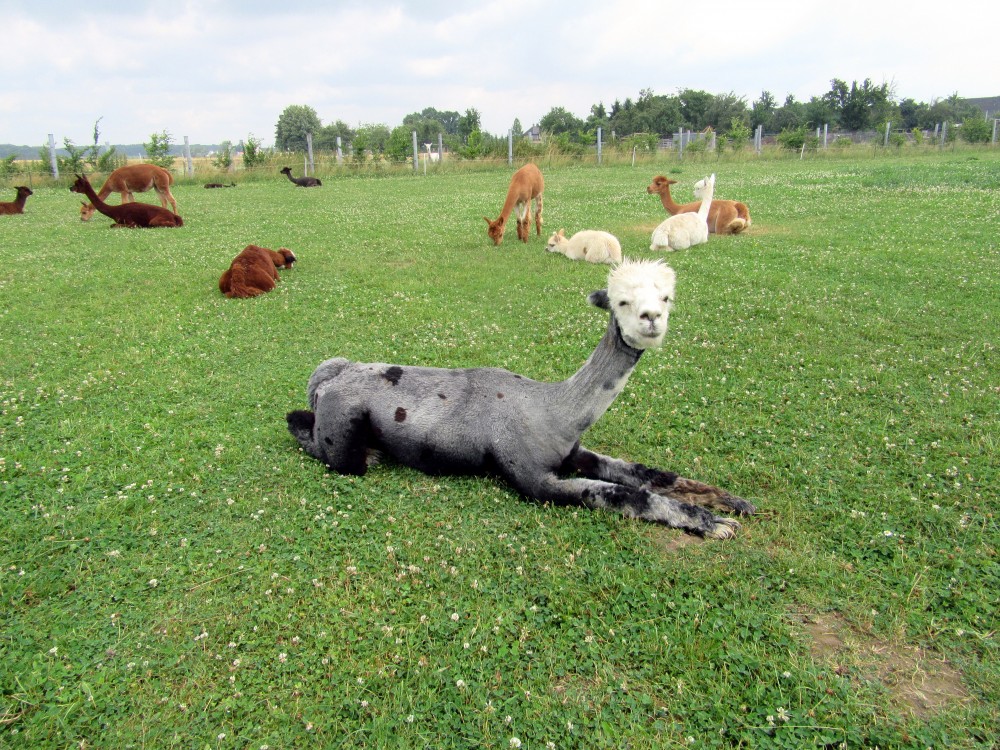 22.Juli 2017-Alpaka-Schnuppertag-Kennenlern-Kurs