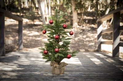 Tschüss, Weihnachtsbaum