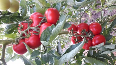 Tomaten wohin das Auge schaut.