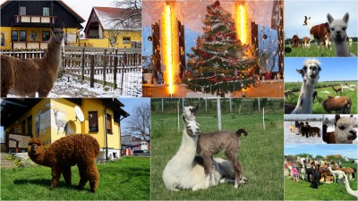 Frohe Weihnachten und einen guten Rutsch ins Neue Jahr!